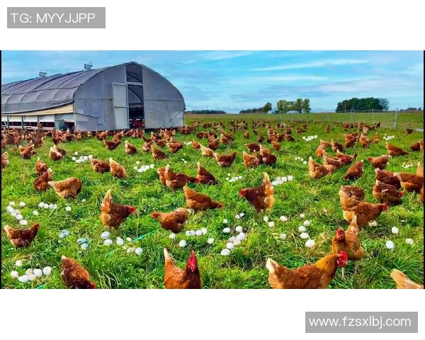 足球球星热衷养鸡揭秘：从绿茵场到农场的另类爱好与生活方式